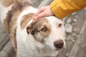 A person in a yellow sleeve pets the head of a white and brown dog, possibly from a dog rescue in Atlanta, standing on a concrete surface.