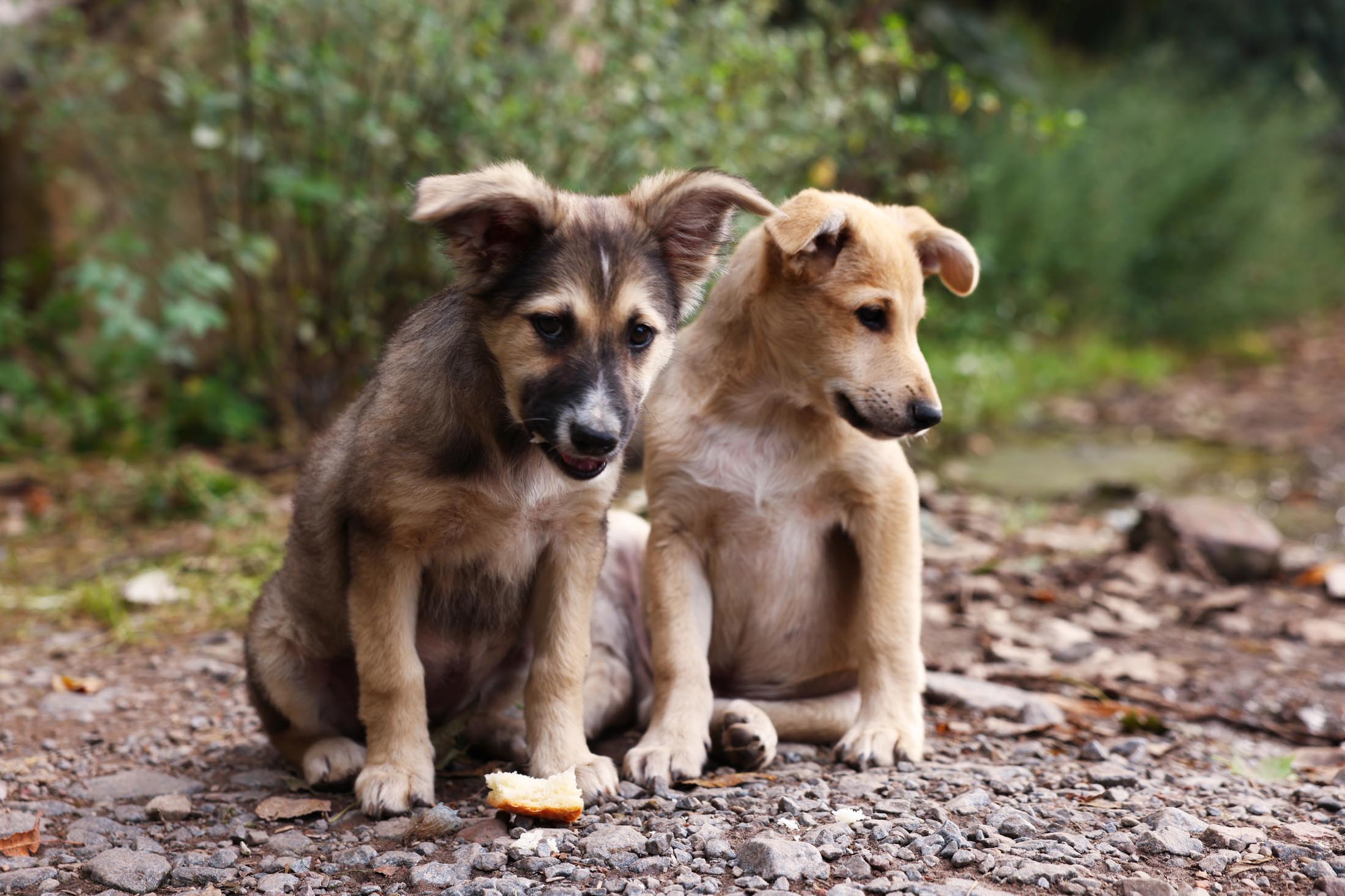 Two young puppies sit side by side on a dirt path, looking curious and playful, encouraging others to foster and give them a safe place to grow