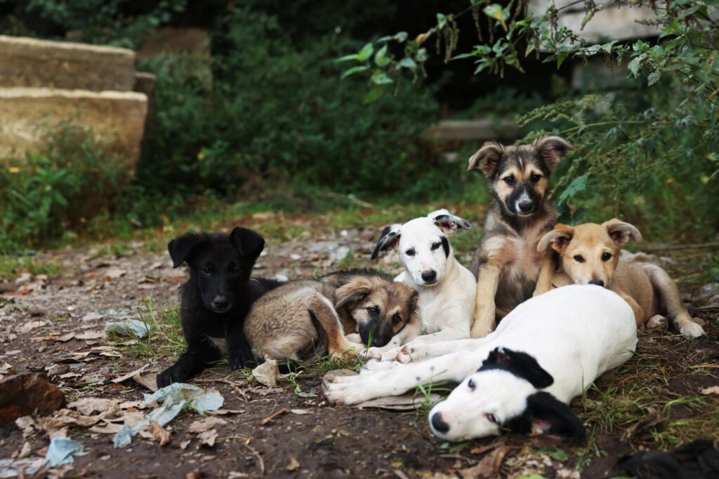 Six puppies, part of a dog rescue in Atlanta, are gathered outdoors on a patch of dirt and leaves, with one lying down and others sitting or laying nearby, surrounded by lush greenery.