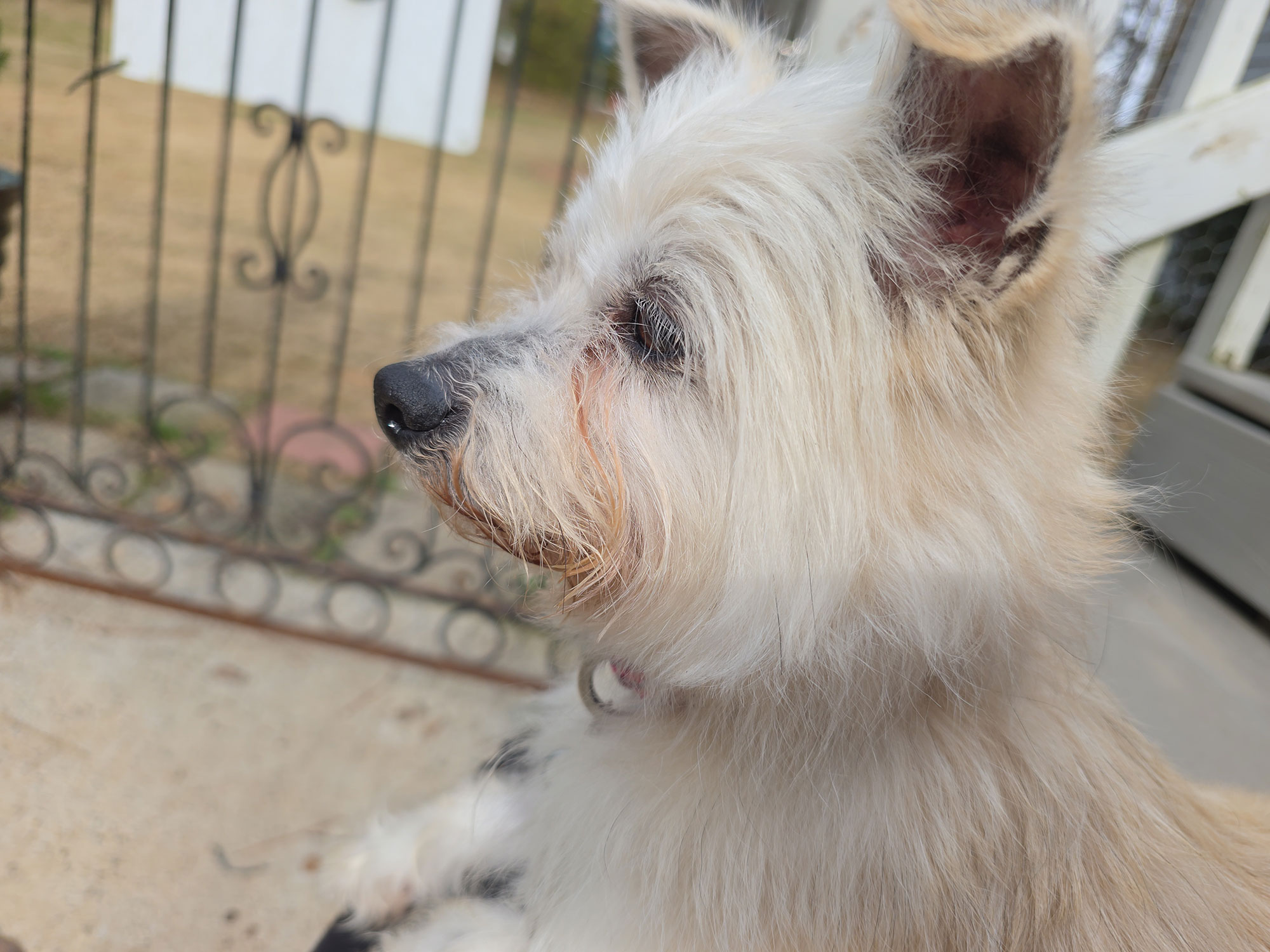 A small, light-colored dog with pointed ears sits outside near a metal gate, looking to the left—perhaps awaiting a loving home through dog rescue in Atlanta.
