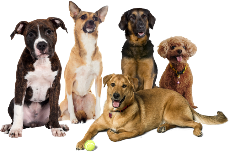 Group of five dogs of different breeds sitting and lying together, featured on the Blake’s Buddies dog rescue blog.