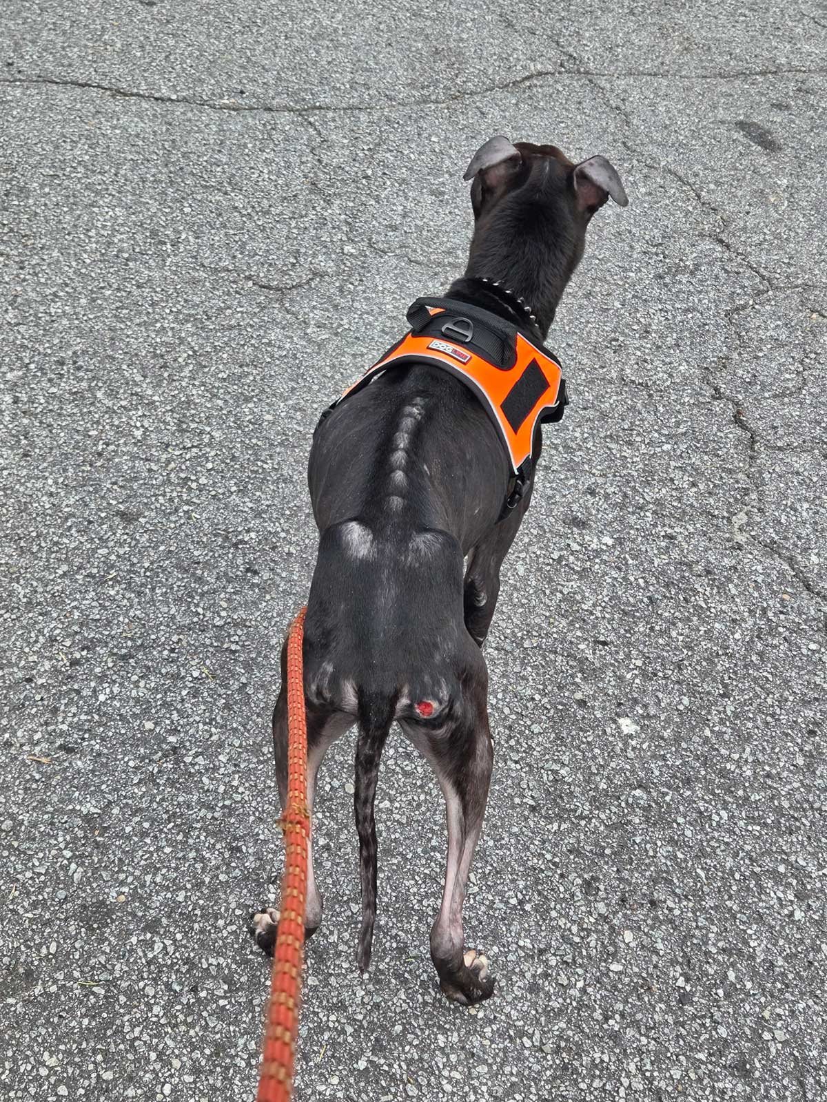 A black dog with a visible spine, recently part of a dog rescue in Atlanta, wears an orange harness and leash while walking on a paved surface.