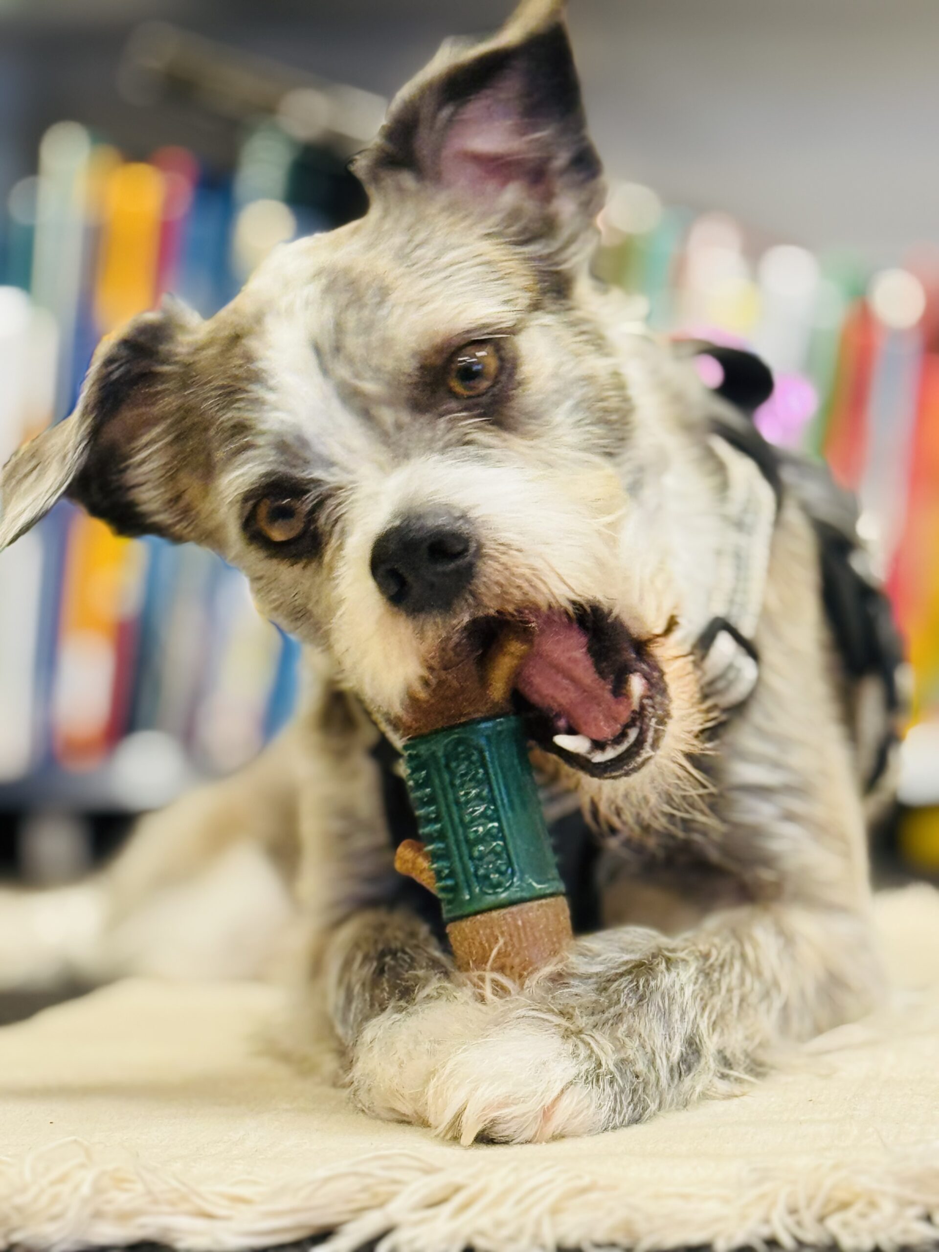 A gray and white dog lies on a mat, chewing on a green toy, with colorful objects blurred in the background.