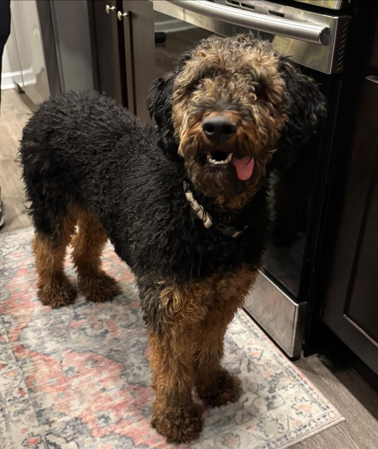 A curly-haired black and brown dog stands on a patterned rug in a kitchen, looking toward the camera with its tongue slightly out.