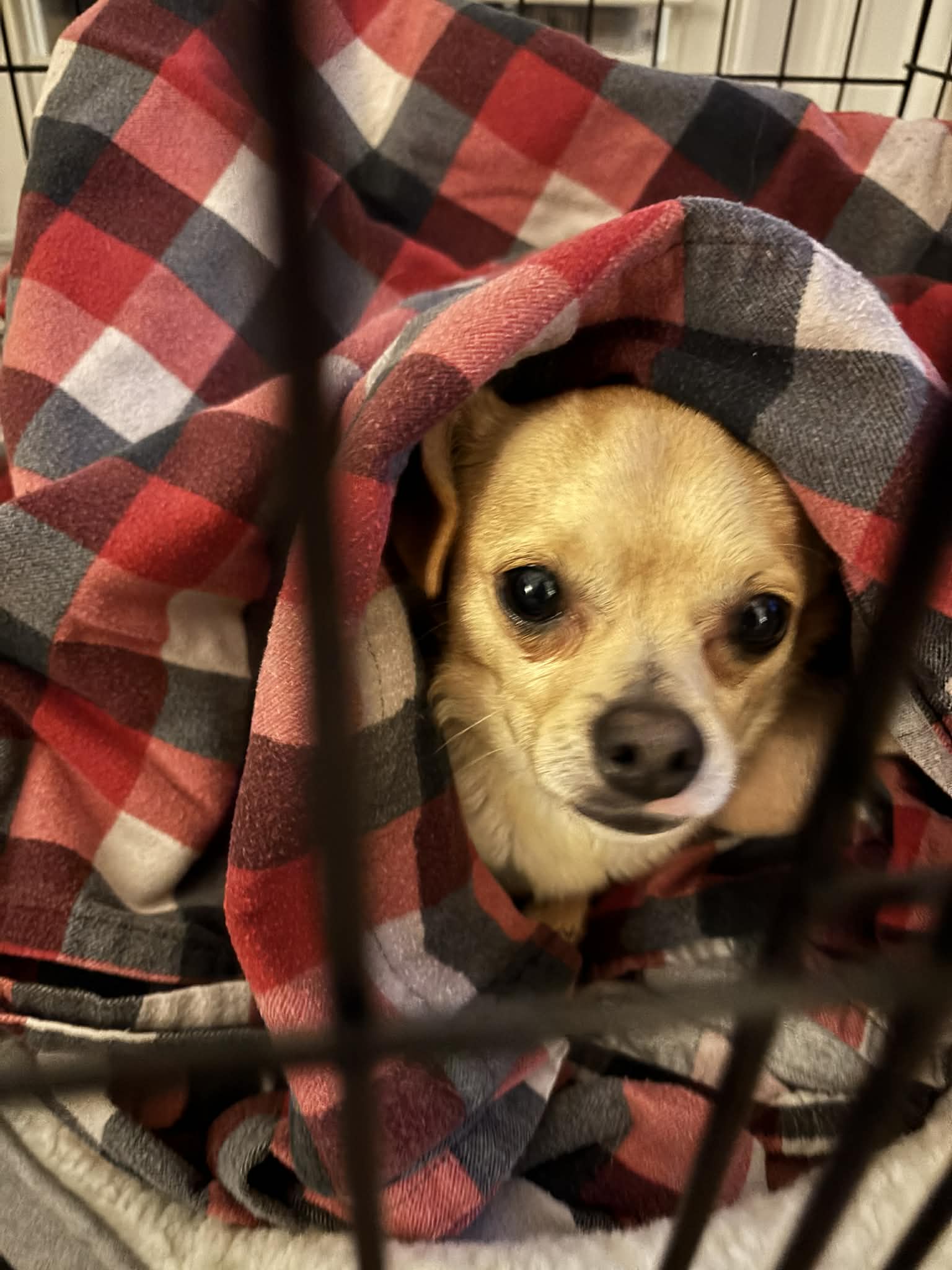 A small dog wrapped in a red plaid blanket inside a crate, looking out with wide eyes, encouraging viewers to adopt and give a loving home