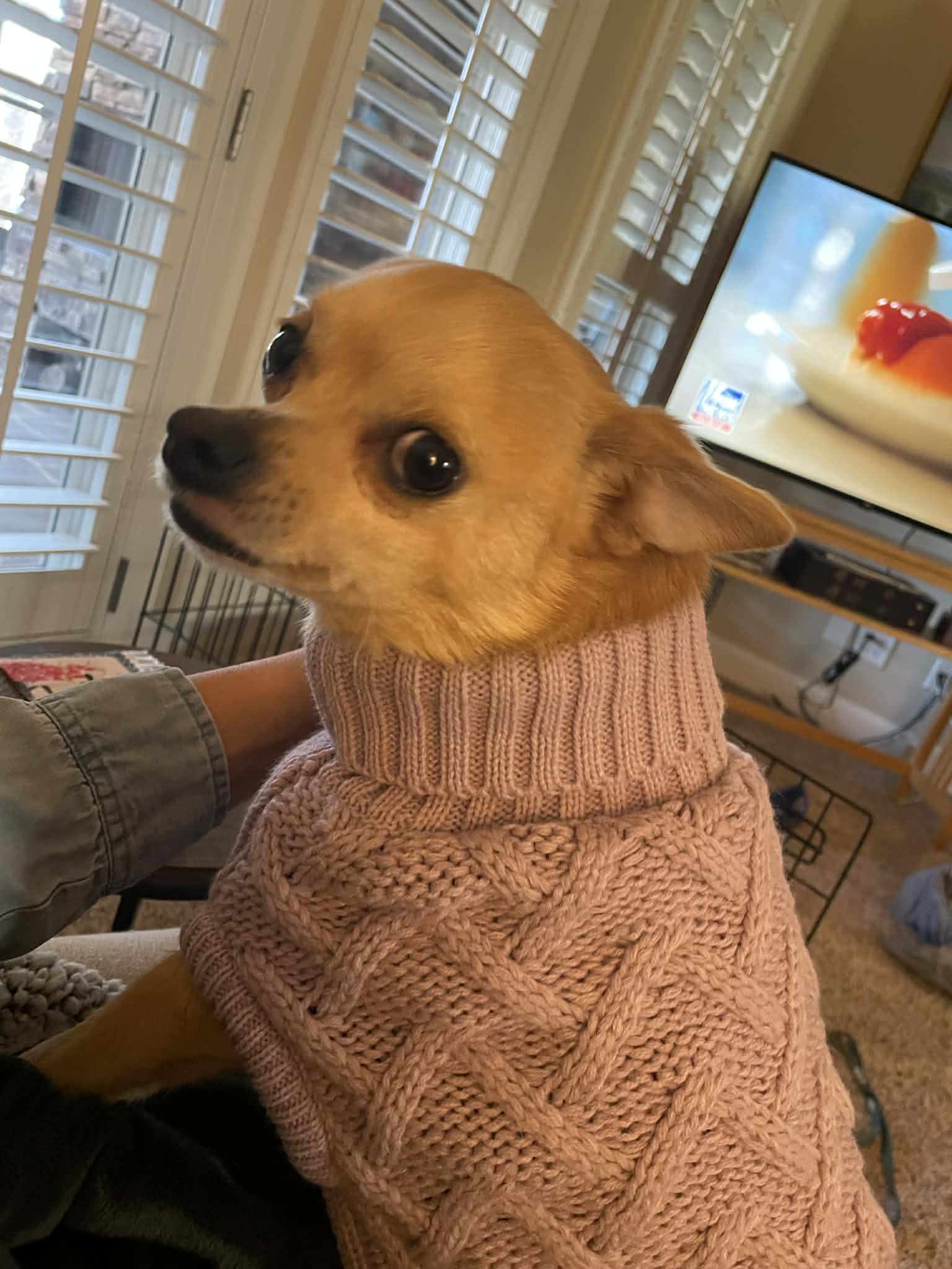 A small tan dog wearing a pink knit sweater looks toward the camera while sitting indoors near a window and a TV.