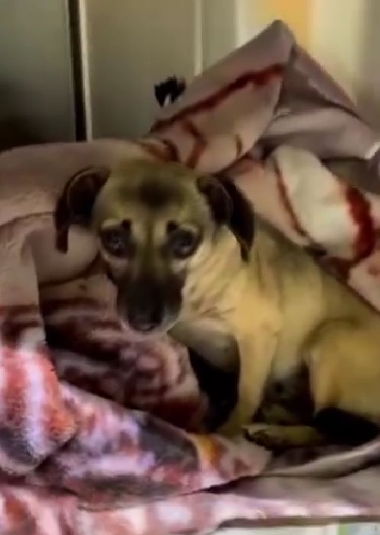 Small brown dog with dark ears and expressive eyes, rescued through a dog rescue in Atlanta, sits on a patterned blanket and looks toward the camera.
