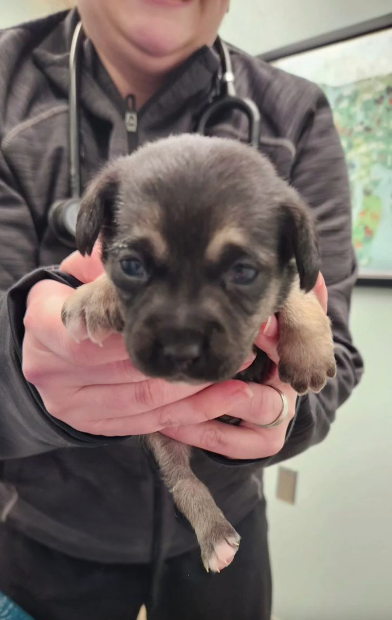 A person wearing a dark jacket and stethoscope holds a small, black and brown puppy facing the camera in a veterinary setting, highlighting the compassionate care found at dog rescue in Atlanta.
