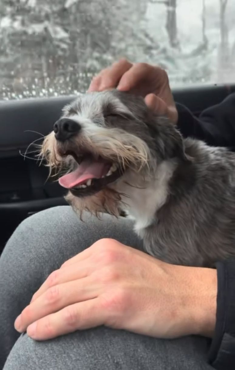 A small, gray and white dog from a dog rescue in Atlanta sits on a person's lap in a car, eyes closed and mouth open, while being petted on the head.
