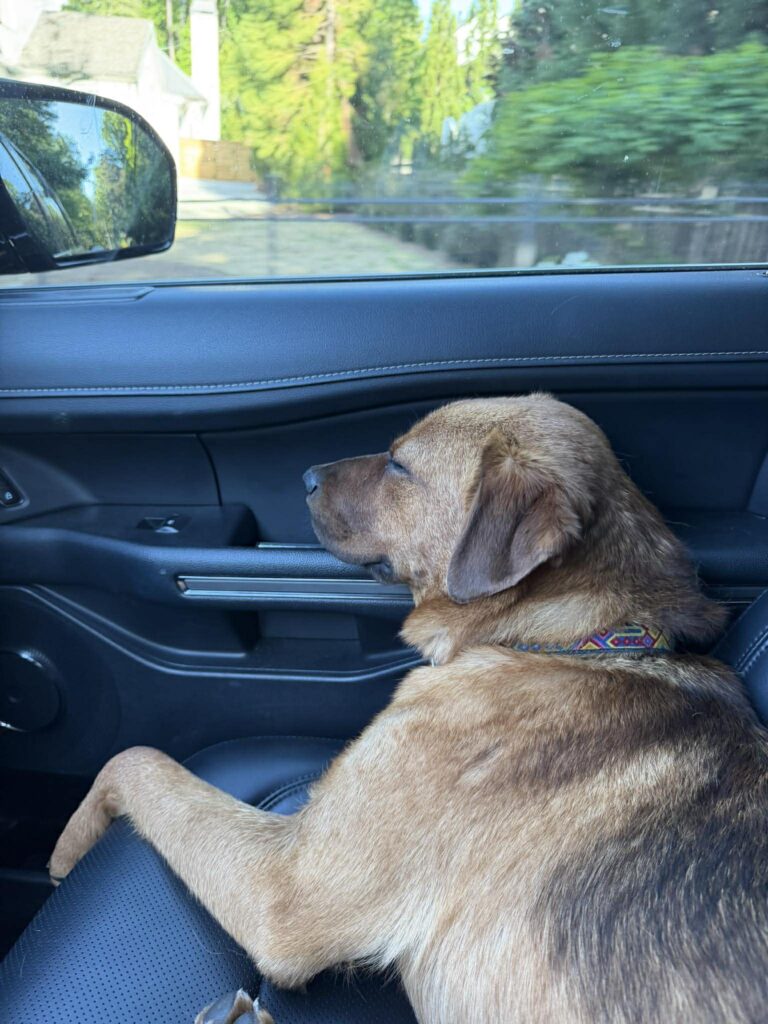 Sunny's Happy Tails with Blake Buddies Rescue